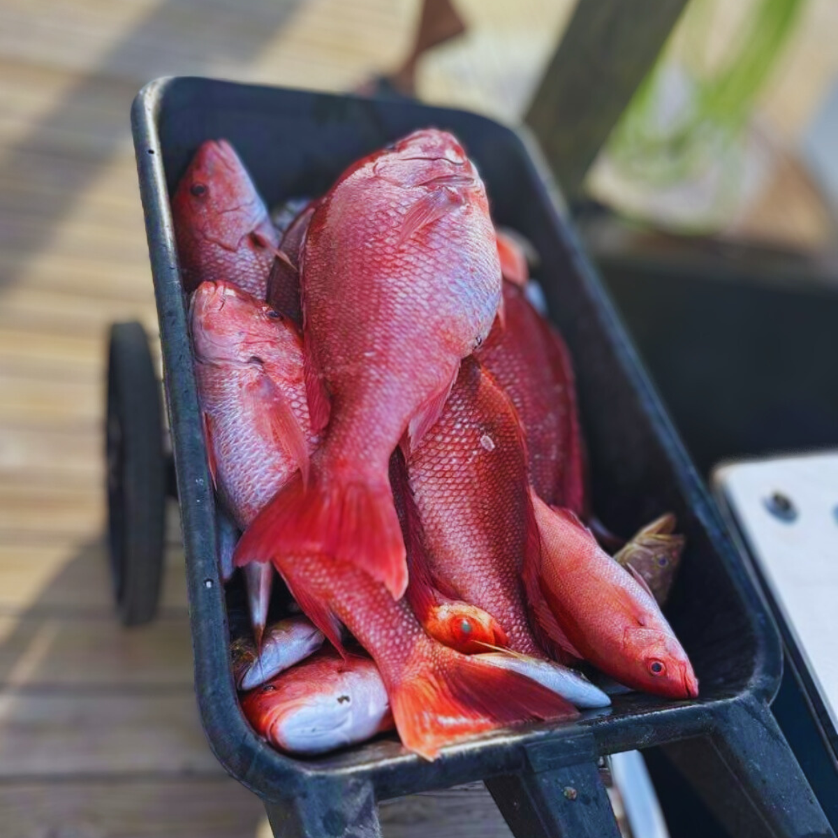 Red Snapper caught 6/4/23