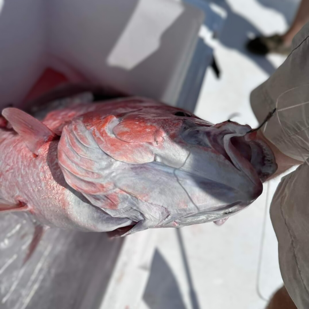 Red Snapper caught 6/4/23