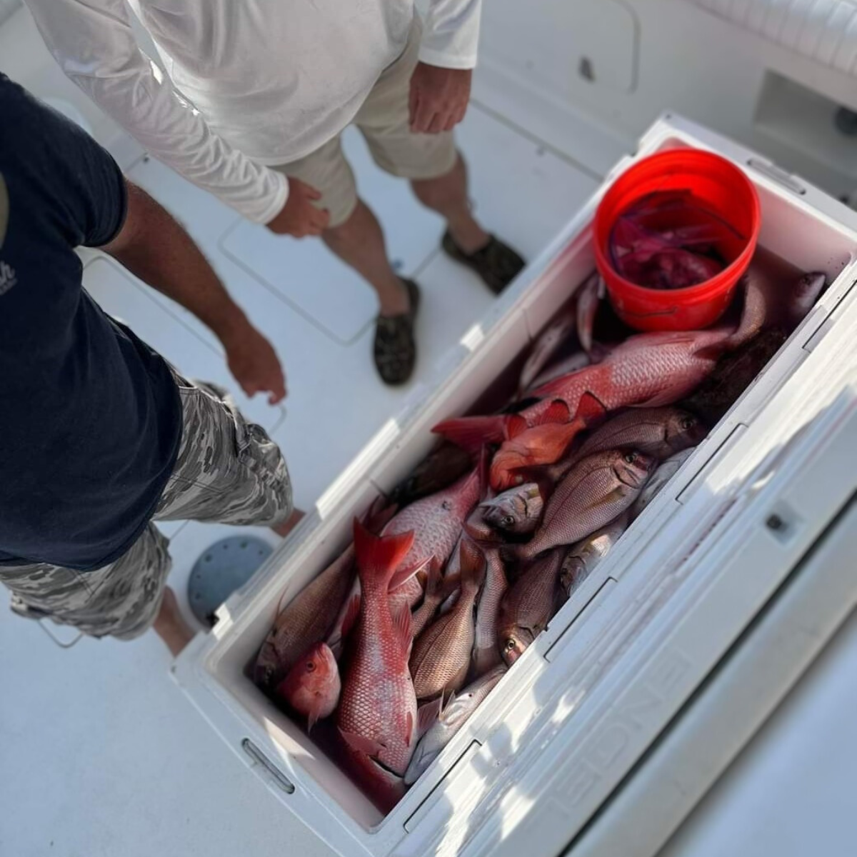 various snapper caught 6/4/23